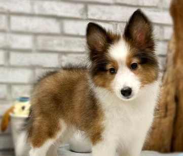 喜樂蒂幼犬健康 喜樂蒂幼犬健康