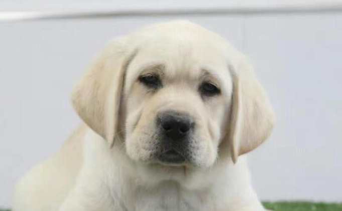 拉布拉多犬智商多少