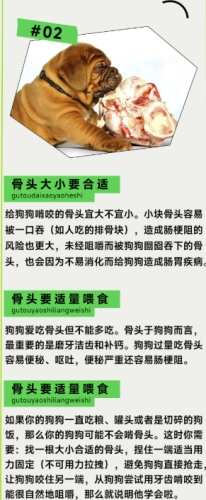 骨折狗吃什麼 骨折狗吃什麼