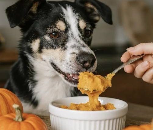 狗能吃南瓜嗎
