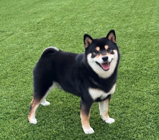 柴犬價格 柴犬價格