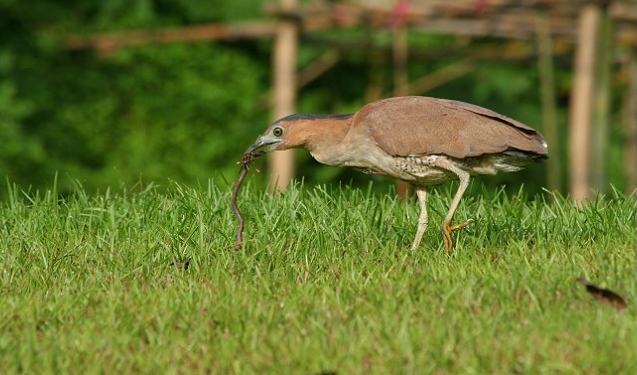 黑冠麻鷺飲食習慣 黑冠麻鷺飲食習慣