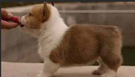 狗狗感情培養方法