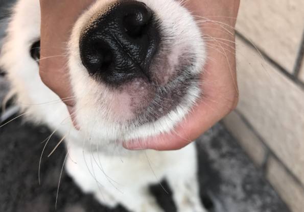 寵物口水異常處理