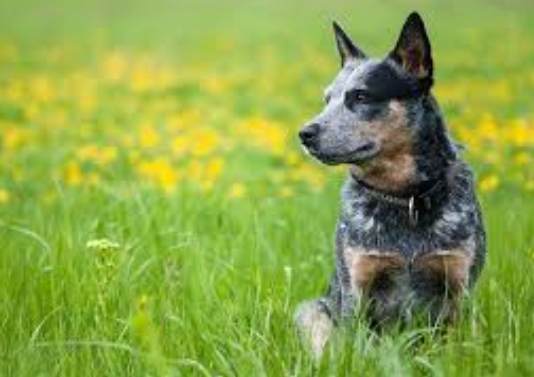 短尾牧牛犬訓練 短尾牧牛犬訓練