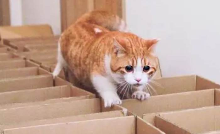 貓的智商有多少