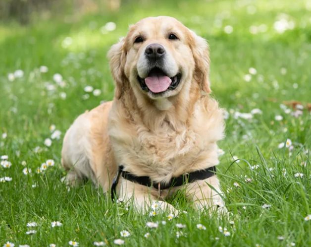 寵物急救方法 寵物急救方法