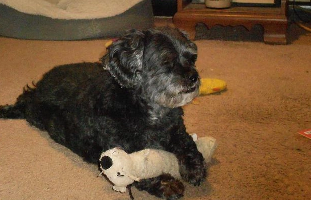 狗狗佔有慾全解析：原因、症狀與實用訓練指南