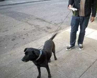 寵物事故和解書範本 寵物事故和解書範本