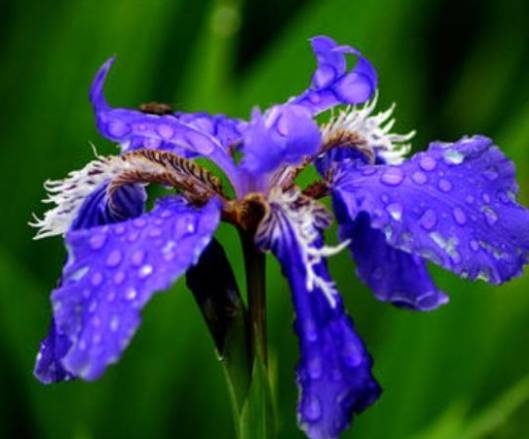 藍色鳶尾花象徵 藍色鳶尾花象徵