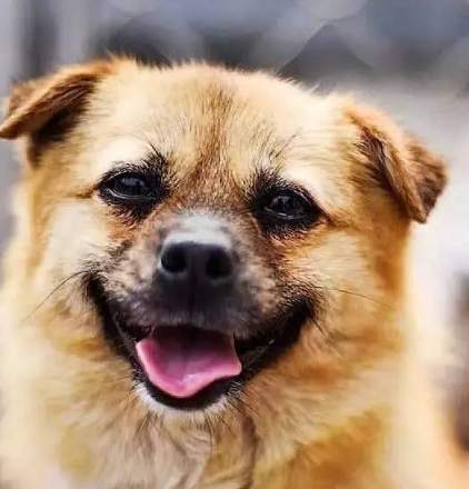 心臟病症狀 心臟病症狀