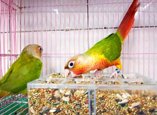 鸚鵡咖啡中毒症狀