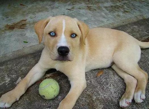 混種狗平均壽命 混種狗平均壽命