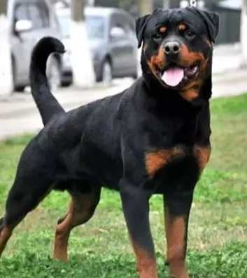 羅威納飼養成本 羅威納飼養成本