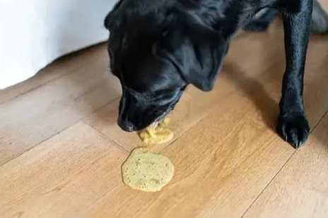 狗嘔啡色處理方法 狗嘔啡色處理方法