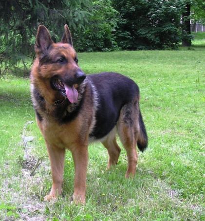 德牧飼養全攻略：性格、訓練、健康問題一次搞懂