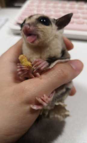 蜜袋鼯飼養 蜜袋鼯飼養