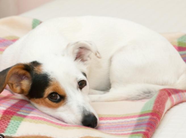 狗狗乳腺瘤初期症狀 狗狗乳腺瘤初期症狀