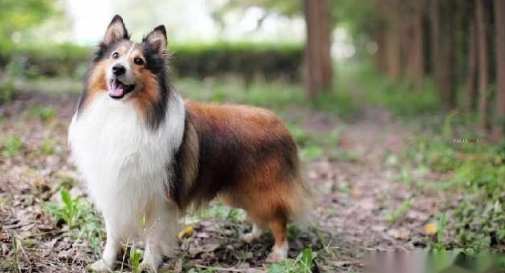 喜樂蒂牧羊犬健康 喜樂蒂牧羊犬健康