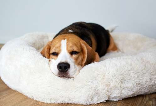 狗睡眠不足影響 狗睡眠不足影響