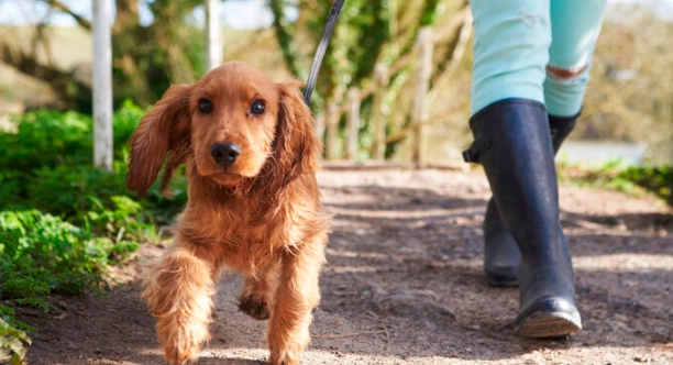 幼犬散步不走怎麼辦？破解幼犬散步难题的完整指南