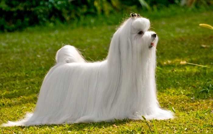 馬爾濟斯訓練技巧