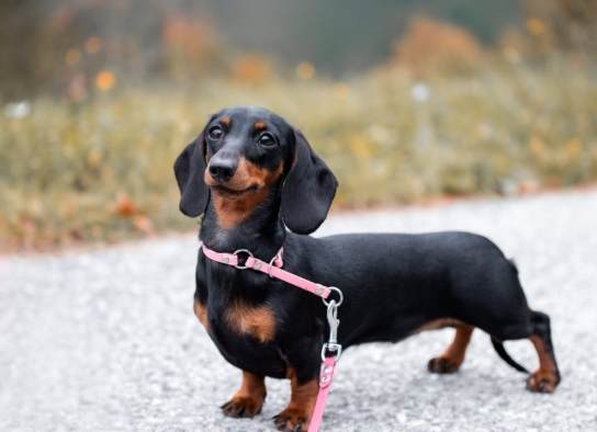臘腸狗飲食 臘腸狗飲食