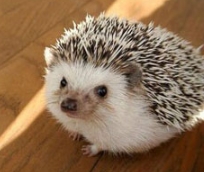 刺蝟可以摸嗎 刺蝟可以摸嗎