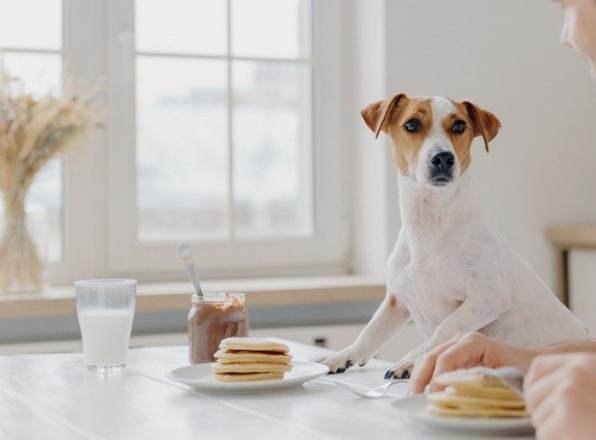 狗誤食巧克力急救