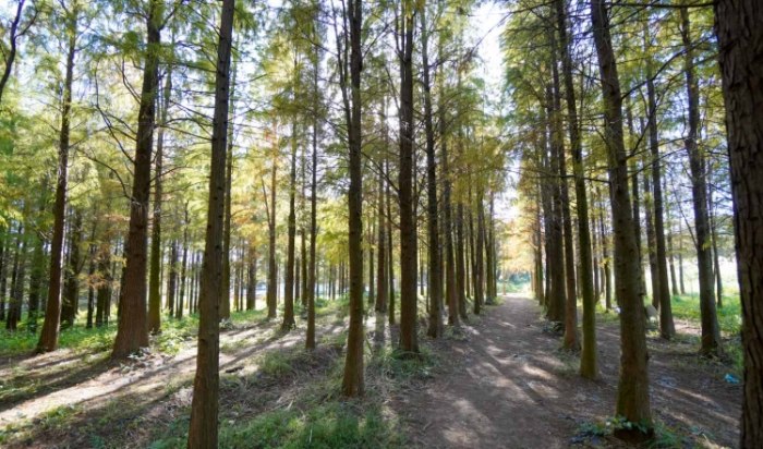 楊梅旅遊 楊梅旅遊