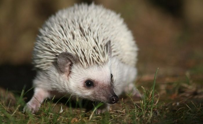 刺蝟活動力下降