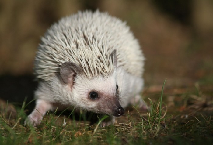 刺蝟活動力下降全解析：原因、症狀與實用改善指南