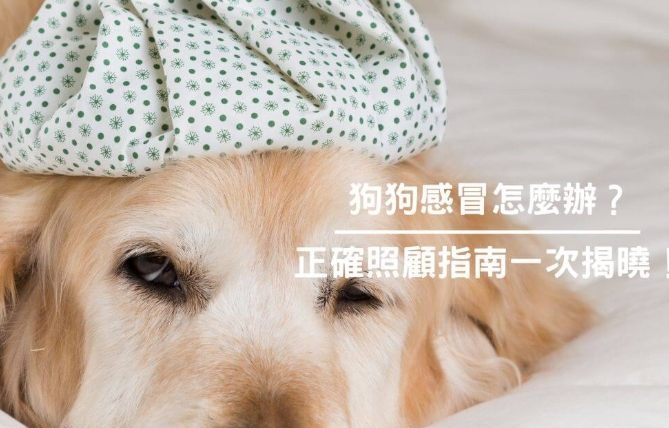 狗狗感冒怎麼照顧？