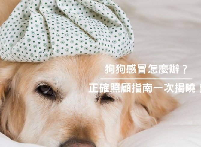 狗狗感冒照顧全攻略：症狀、治療與居家護理指南