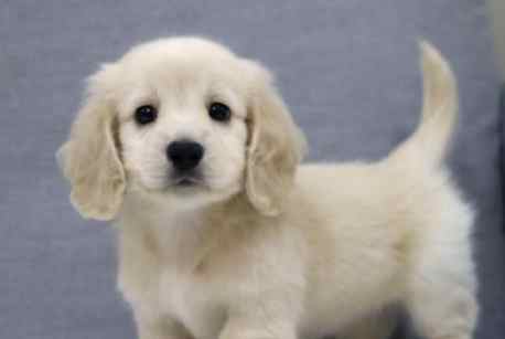 臘腸狗飼養費用 臘腸狗飼養費用