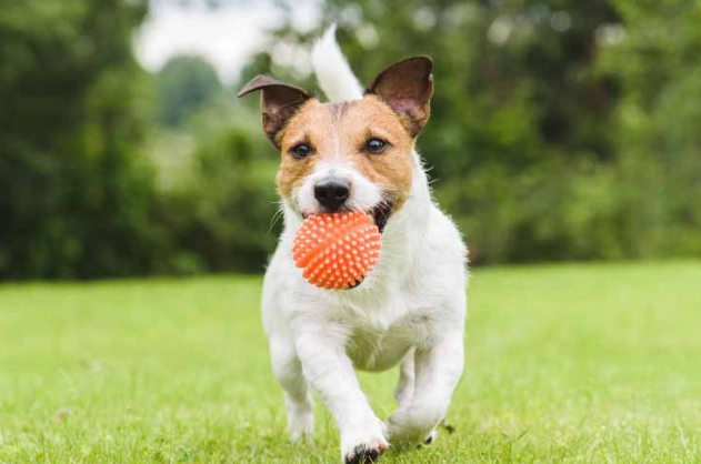 狗狗身上長一顆紅紅的