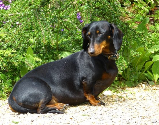 臘腸狗食物禁忌 臘腸狗食物禁忌