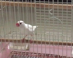 文鳥飼養技巧 文鳥飼養技巧