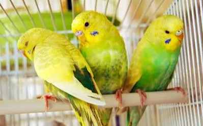 鸚鵡難產症狀 鸚鵡難產症狀