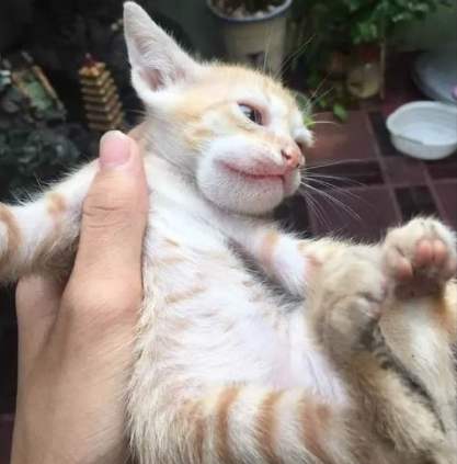 貓咪被蜜蜂叮處理 貓咪被蜜蜂叮處理