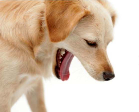 狗狗膽汁嘔吐 狗狗膽汁嘔吐