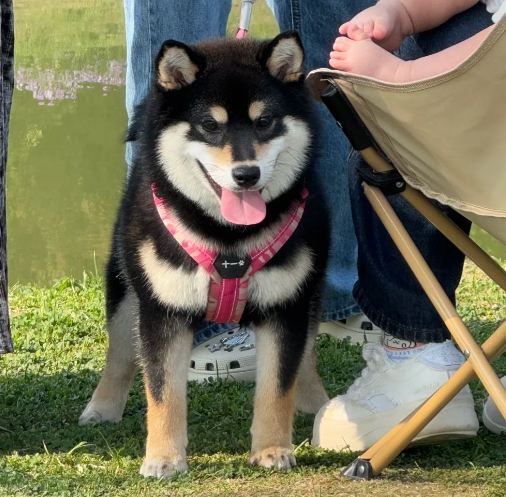 柴犬飼養困難 柴犬飼養困難