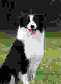 澳洲牧羊犬掉毛量 澳洲牧羊犬掉毛量