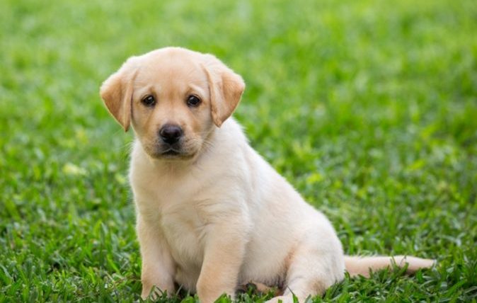 狗狗一直甩耳朵