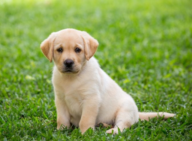 狗狗一直甩耳朵怎麼辦？獸醫教你識別7大原因與處理方法