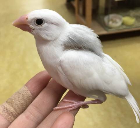 銀文鳥價格 銀文鳥價格