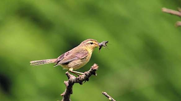 巧克力毒性 巧克力毒性