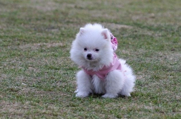 茶杯犬健康問題 茶杯犬健康問題