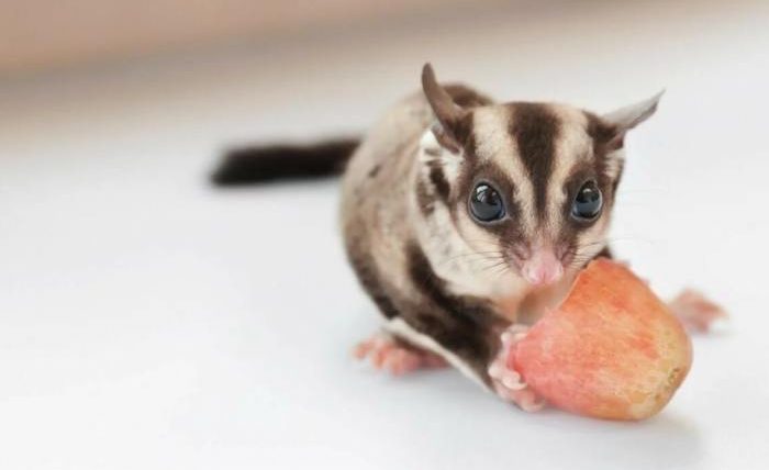 蜜袋鼯可以吃的蔬菜