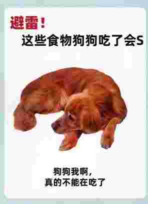 狗葡萄中毒症狀 狗葡萄中毒症狀